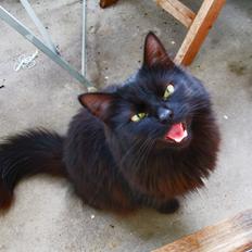 Norsk Skovkat Misser