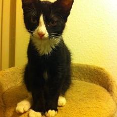 Blanding af racer Tigaro(solgt) hedder Simba nu.