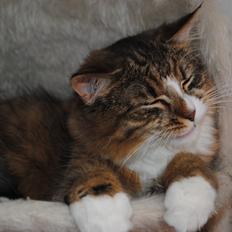 Blanding af racer Pivert