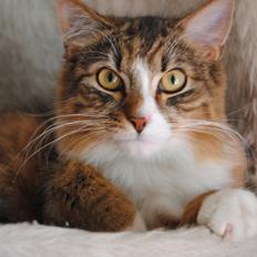 Blanding af racer Pivert