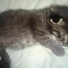 Huskat Basse Bum aka Bette mis