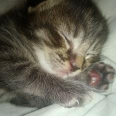 Huskat Basse Bum aka Bette mis