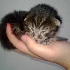 Huskat Basse Bum aka Bette mis