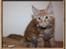 Maine Coon Leopold Firefox - Lille ballademager!