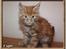 Maine Coon Leopold Firefox - Han bliver en stor krabat som voksen
