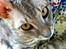 Cornish Rex Milka