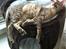 Cornish Rex Milka