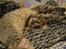 Cornish Rex Milka
