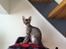 Cornish Rex Milka