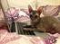 Cornish Rex Milka
