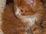 Maine Coon Basse - Billedet jeg så, inden jeg købte ham, kunne da ikke andet end blive forelsket. 