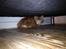 Maine Coon Basse - Lidt bange er man i starten, godt man kan gemme sig under sofaen. 