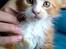 Maine Coon Basse - Dejlige Basse. 