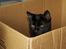 Huskat Aslan "Brumbasse" - Kitty is not amused ......