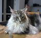 Maine Coon Albert