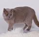 British Shorthair Lady Xiera´s Purple Rain   "Ludvig"
