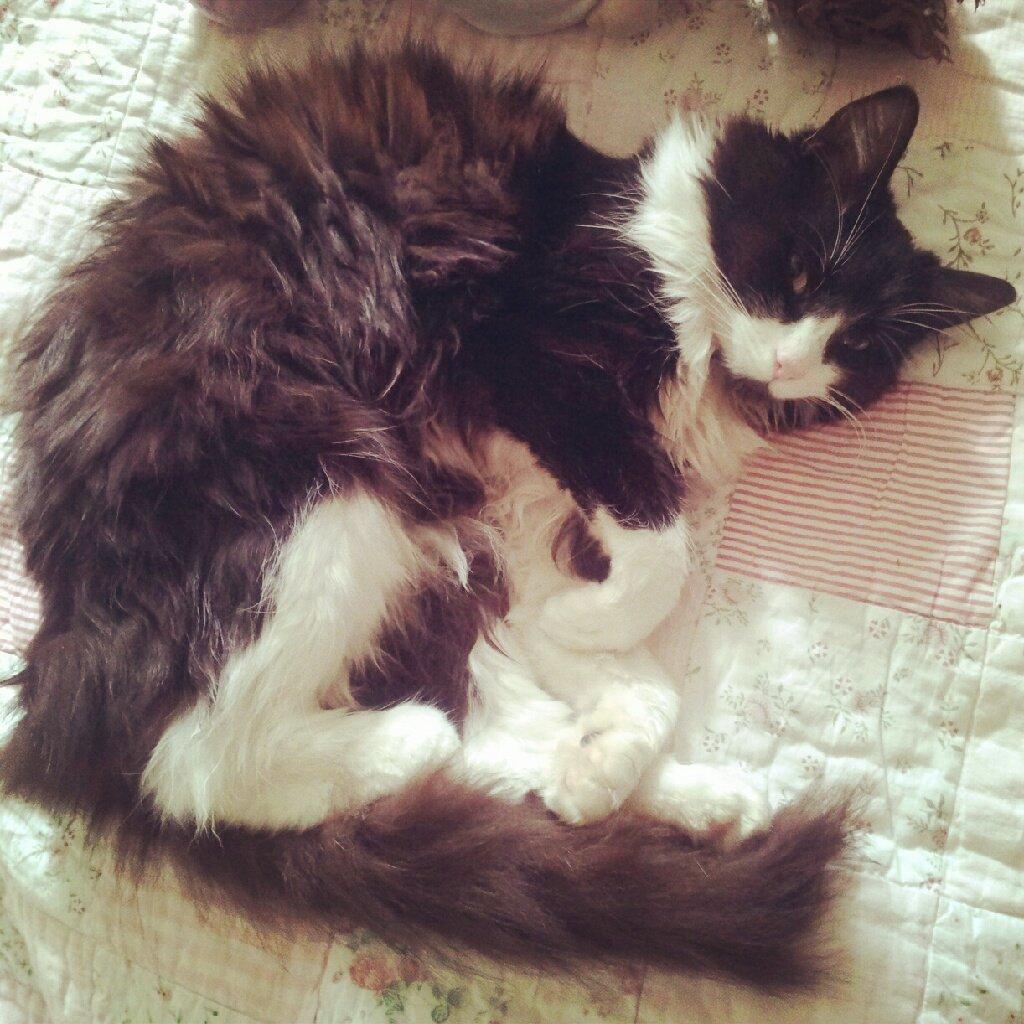 Blanding af racer Bobby billede 11