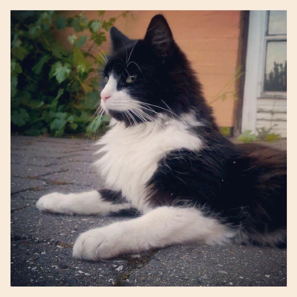 Blanding af racer Bobby billede 12