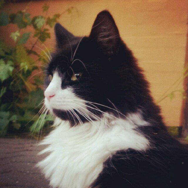 Blanding af racer Bobby billede 13