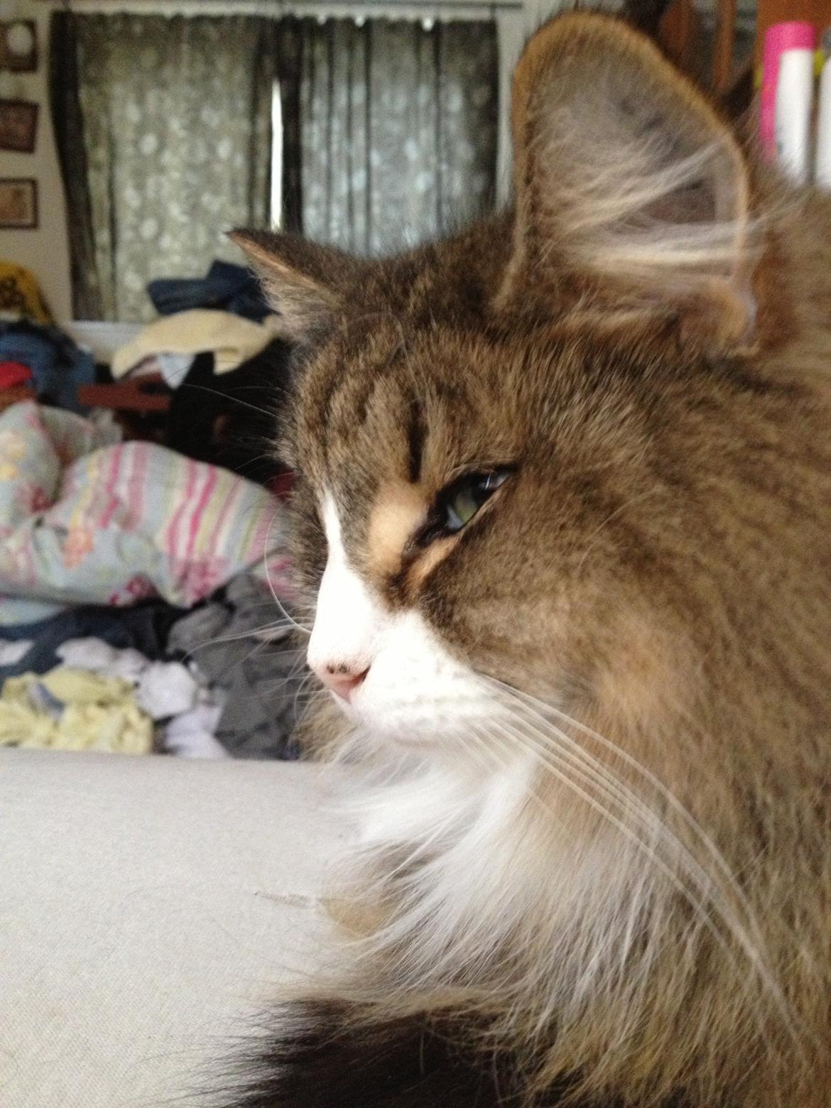 Norsk Skovkat t'binas frigg billede 15