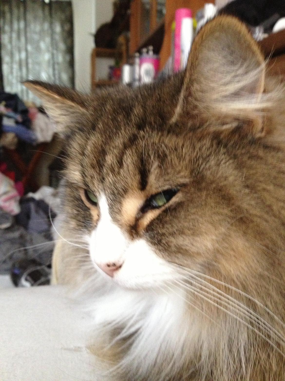 Norsk Skovkat t'binas frigg billede 16