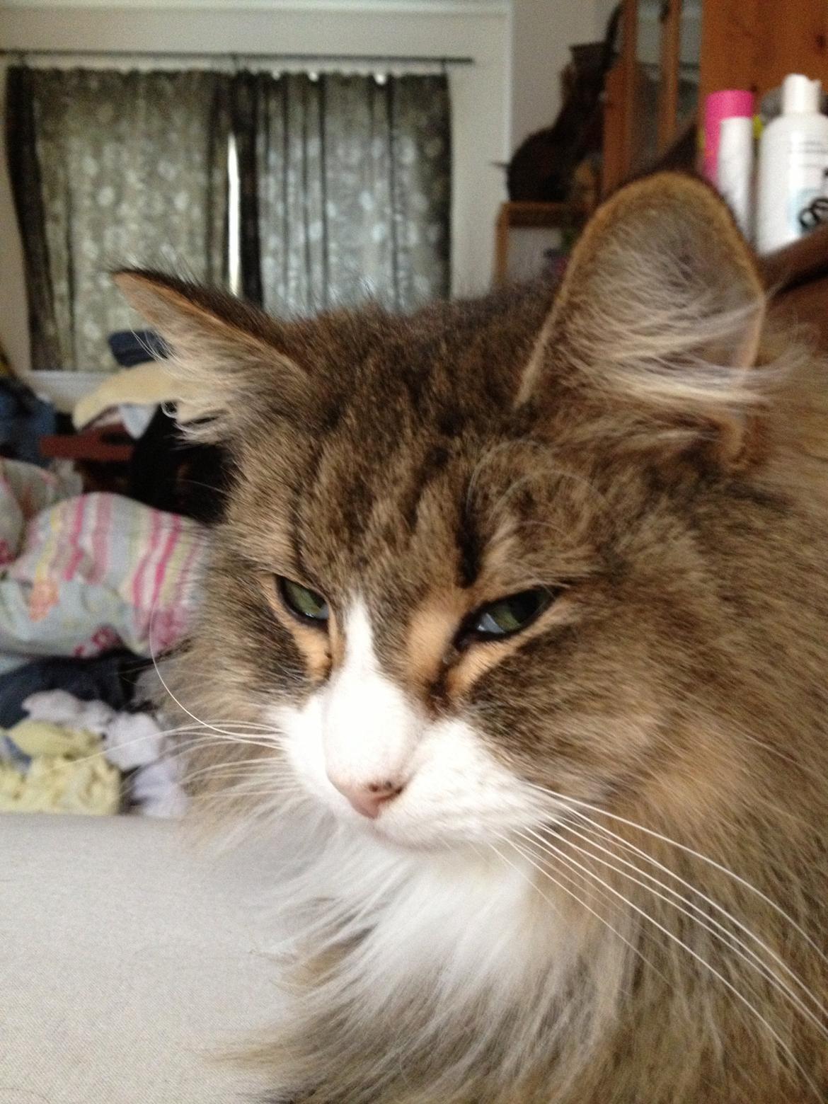 Norsk Skovkat t'binas frigg billede 17