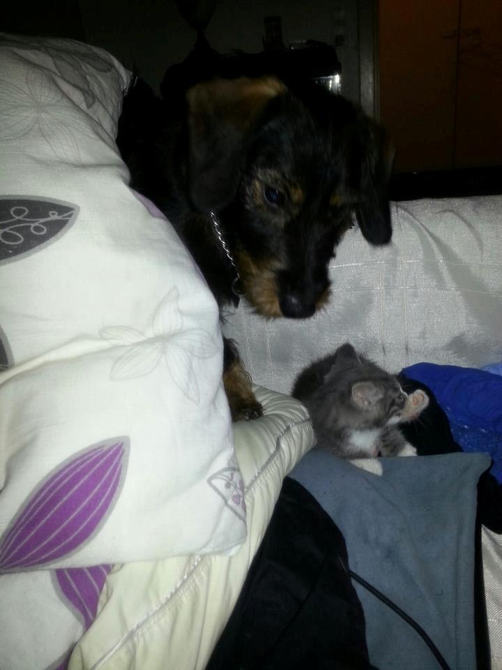 Huskat chiko (hittemis) billede 1