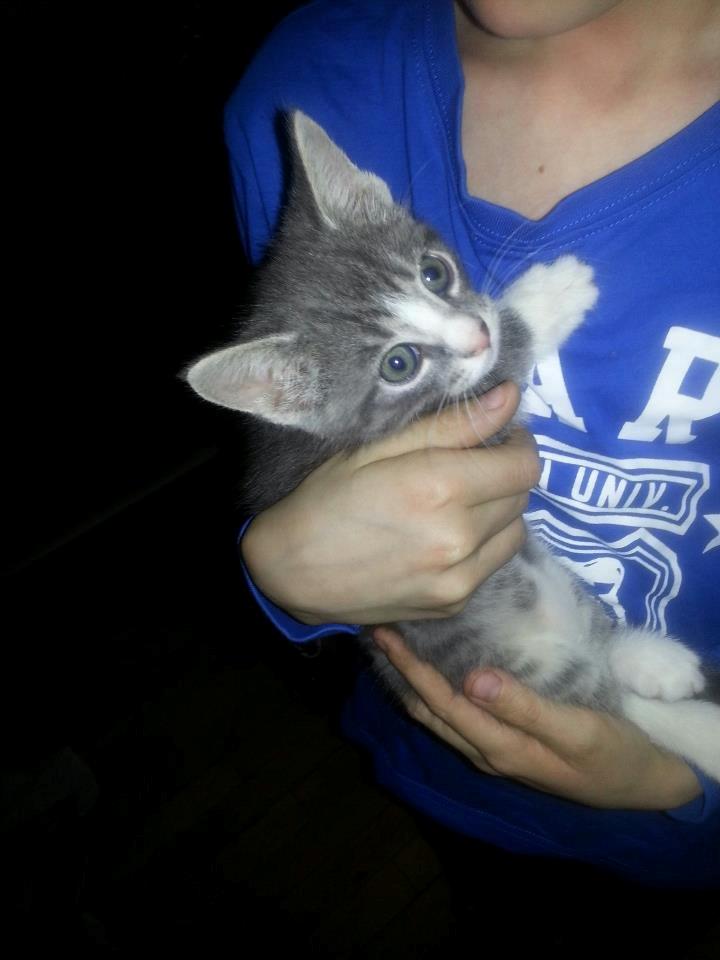 Huskat chiko (hittemis) billede 2