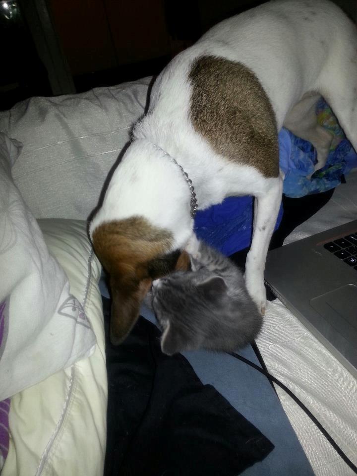 Huskat chiko (hittemis) billede 3