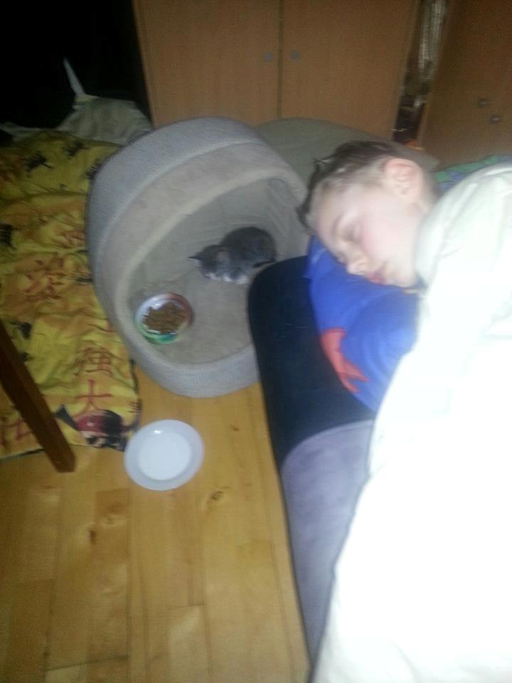 Huskat chiko (hittemis) billede 4