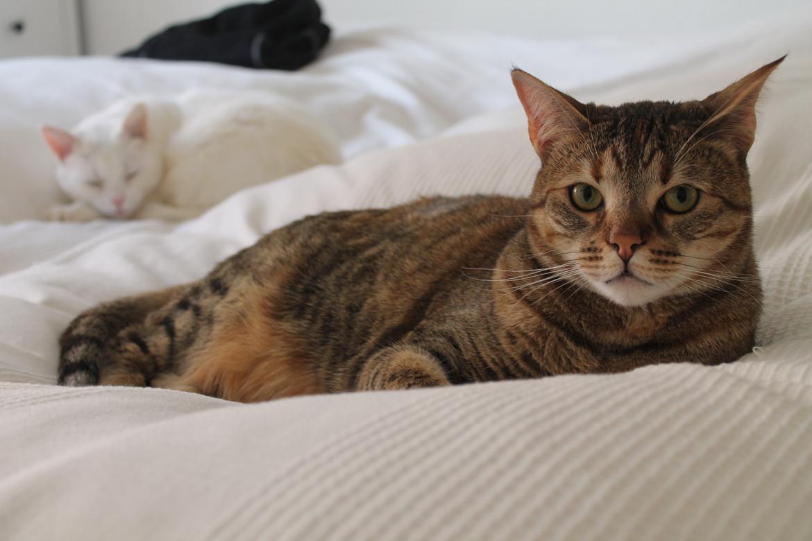 Blanding af racer Sniper billede 3