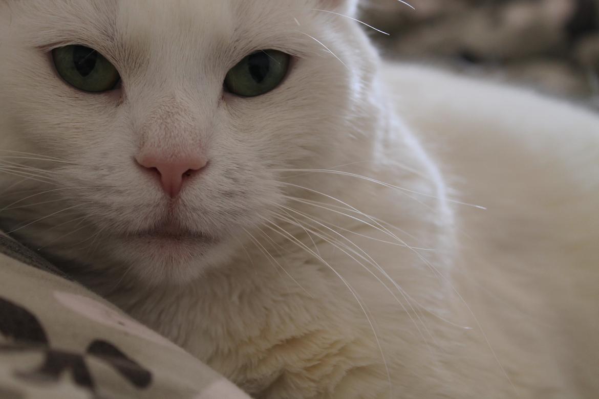 Huskat Mille billede 1