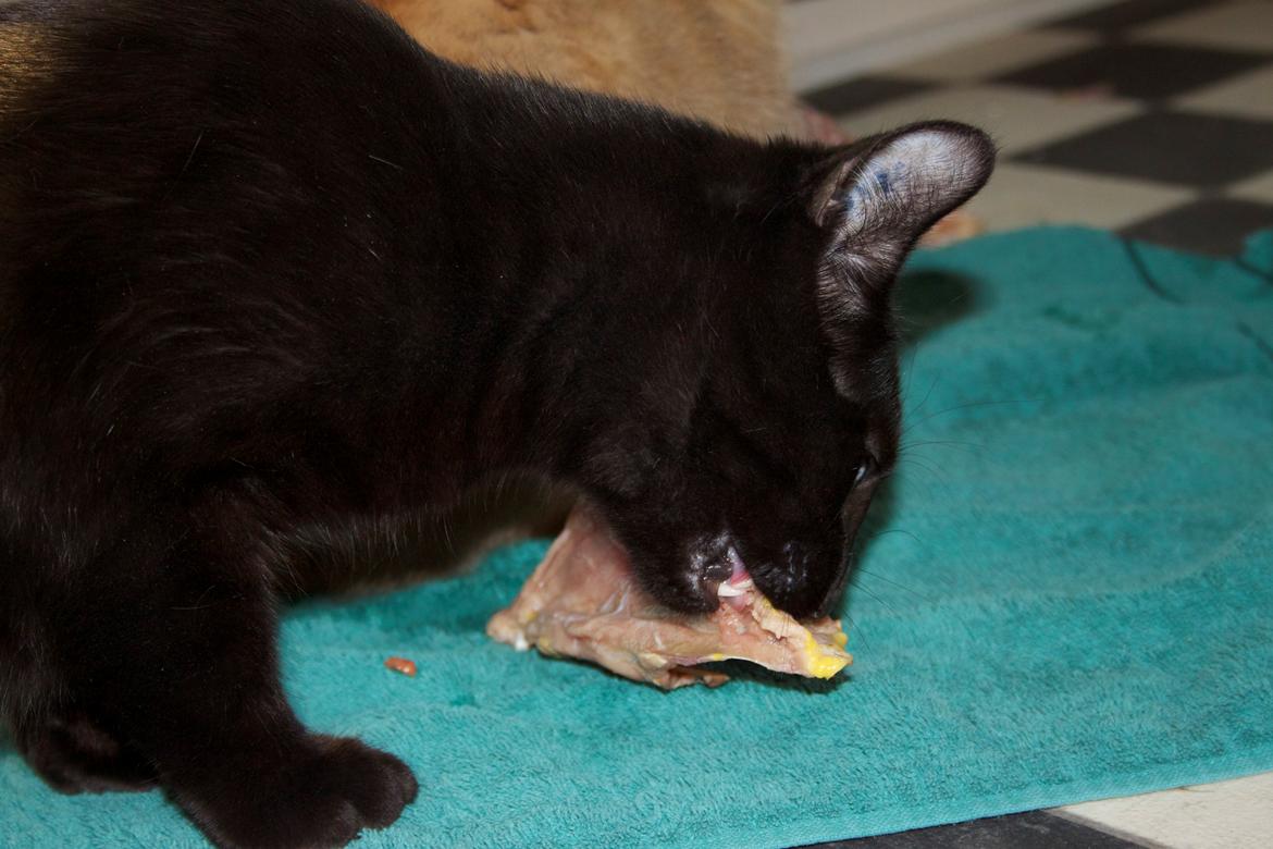 Huskat Aslan "Brumbasse" billede 16