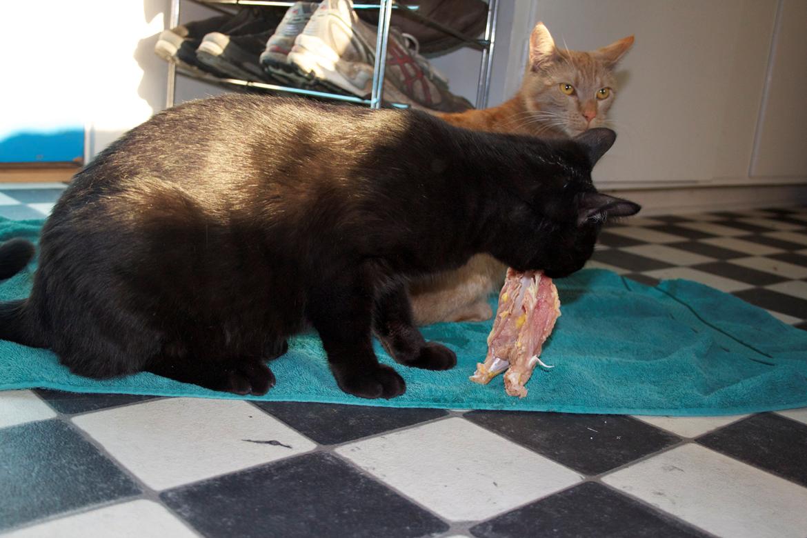 Huskat Aslan "Brumbasse" - Misserne har fået skroget fra et par fasaner og det var et kæmpe hit.. Både kød, sener, brusk og knogler blev godt gennemtygget..  billede 17