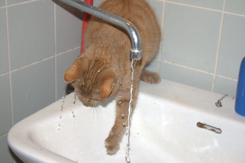 Huskat Kela "Sommersol" billede 14