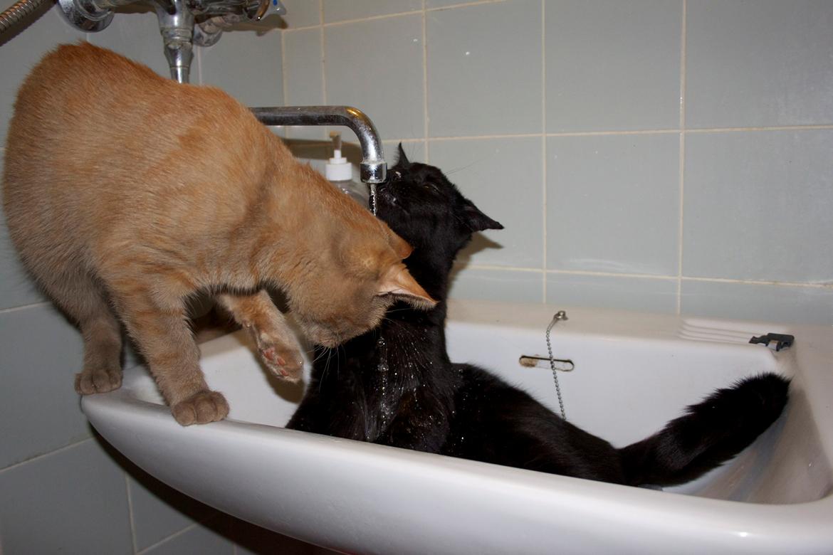 Huskat Kela "Sommersol" billede 16