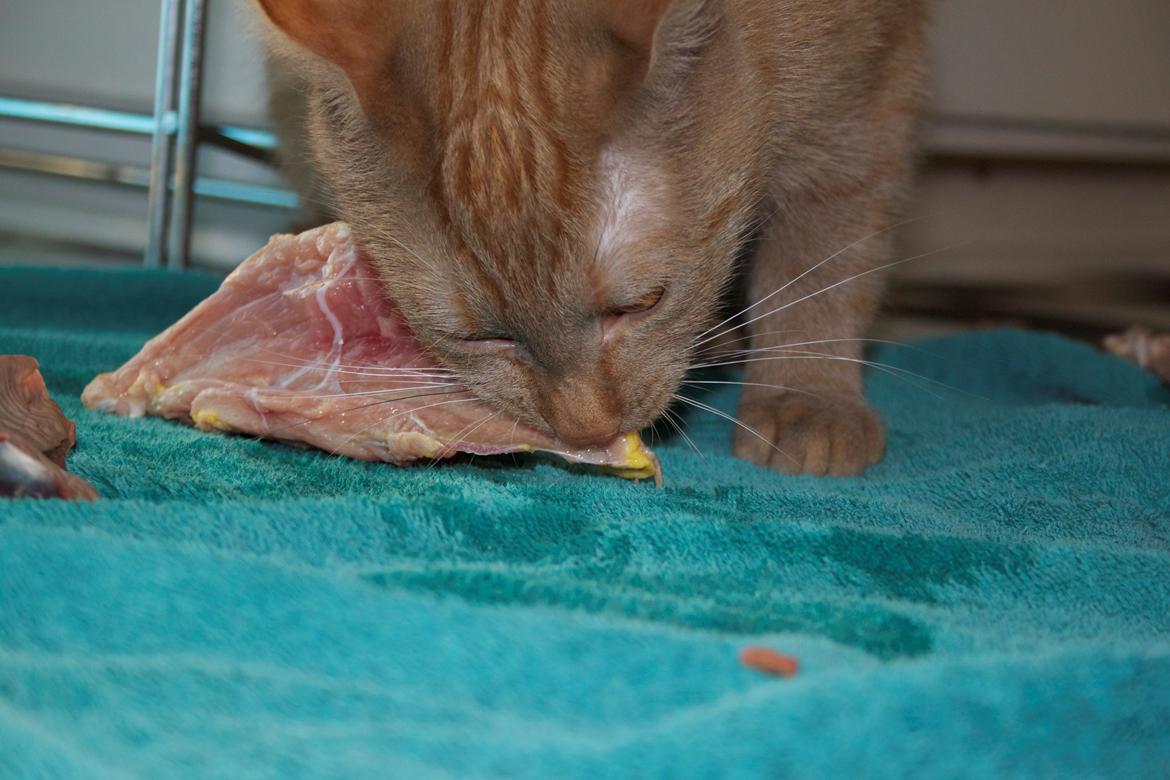 Huskat Kela "Sommersol" billede 18