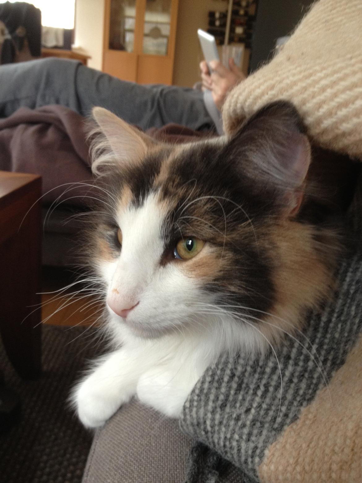 Norsk Skovkat Flocke (Killix Klokkeblomst) - himmelkat  - Jeg ligger lige lidt her under tæppet og ser smuk ud! billede 12