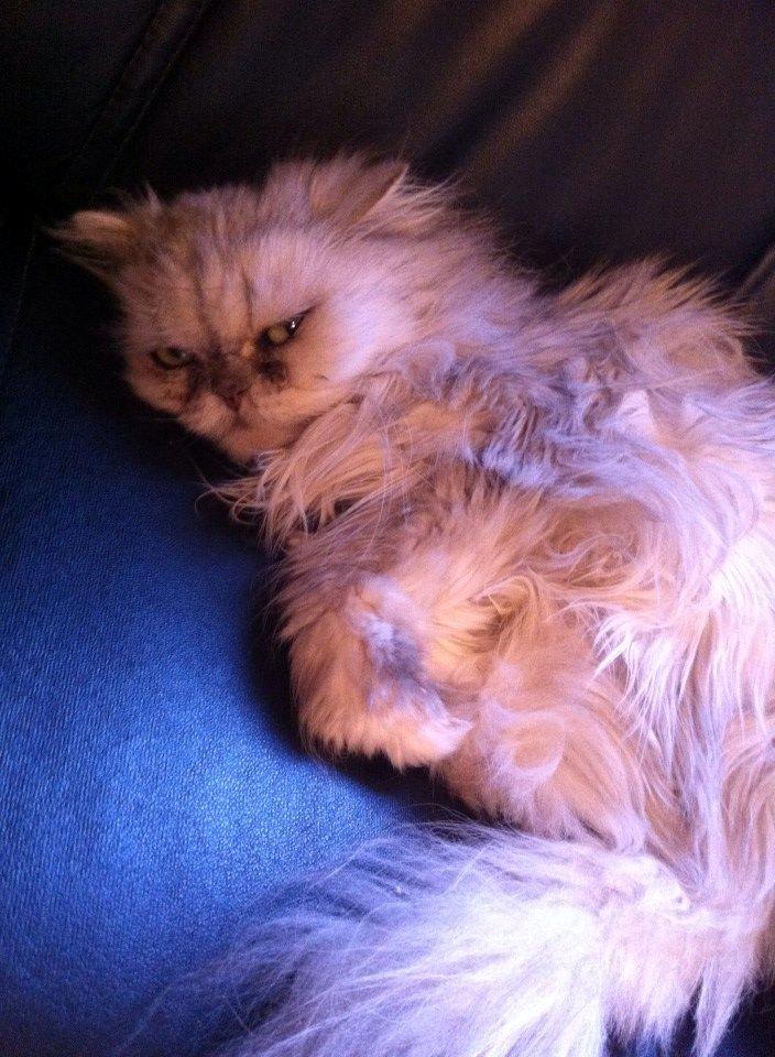 Perser Fnuggi Min kat<3<3<3<3<3<3<3<3<3<3 - Hej og velkommen til Fnuggi,s profil. <3<3<3<3<3<3<3<3<<3<3<3<3<3<3<3<3<3<3 billede 1