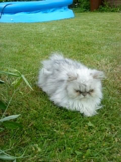 Perser Fnuggi Min kat<3<3<3<3<3<3<3<3<3<3 - Fnuggi ligger i græset<3<3<3<3<3<3<3<3<3<3<3<3<3<3<3<3<3<3 billede 2