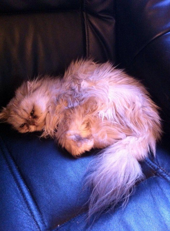 Perser Fnuggi Min kat<3<3<3<3<3<3<3<3<3<3 - ZZZZZZ...... ligger og sover ! <3<3<3<3<3<3<3<3<3<3 billede 3