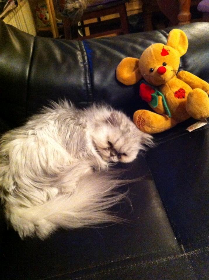 Perser Fnuggi Min kat<3<3<3<3<3<3<3<3<3<3 - Fnuggi,s lille ven <3<3<3<3<3<3 <3<3<3<3<3<3 billede 4