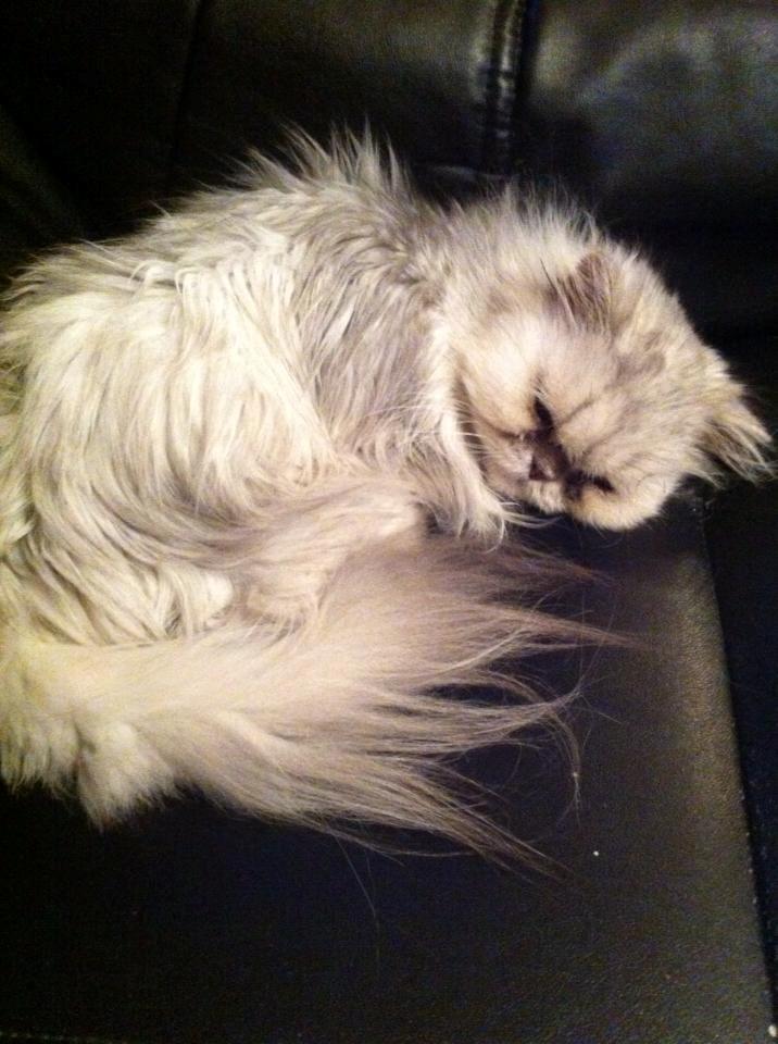 Perser Fnuggi Min kat<3<3<3<3<3<3<3<3<3<3 - Elsker dig så meget skat!! <3<3<<3<3<3<3<3<3<3<3 billede 5