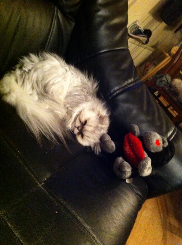 Perser Fnuggi Min kat<3<3<3<3<3<3<3<3<3<3 - <3<3<3<3<33 elsker dig skat du er så dejlig!!!!! <3<3<3<3<3<3<3<3<3<33<3<3< billede 6