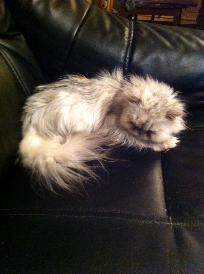 Perser Fnuggi Min kat<3<3<3<3<3<3<3<3<3<3 - Fnuggi putter <3<3<3<3<3<3<3<3<3<3<3<3<3<3<3<3<3<3<3<3<3!! <3 billede 7