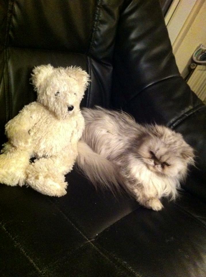 Perser Fnuggi Min kat<3<3<3<3<3<3<3<3<3<3 - bamse !! <3<3<3<<3<3<3<3<3<3<3<3<3<3<3<3<3<3<3<3<3<3<3 billede 8