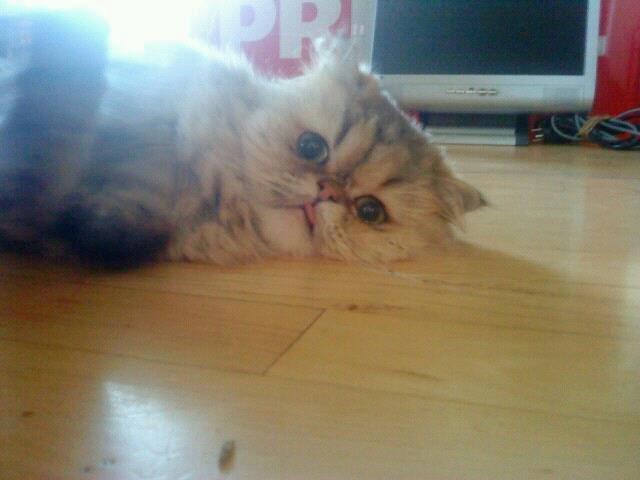 Perser Nuggi / berta <3<3<3 min kat<3<3<3<3<3 - HEJ ! velkommen til Nuggi,s profil giv en bedømmelse og det! <3<3<3<3:) billede 1