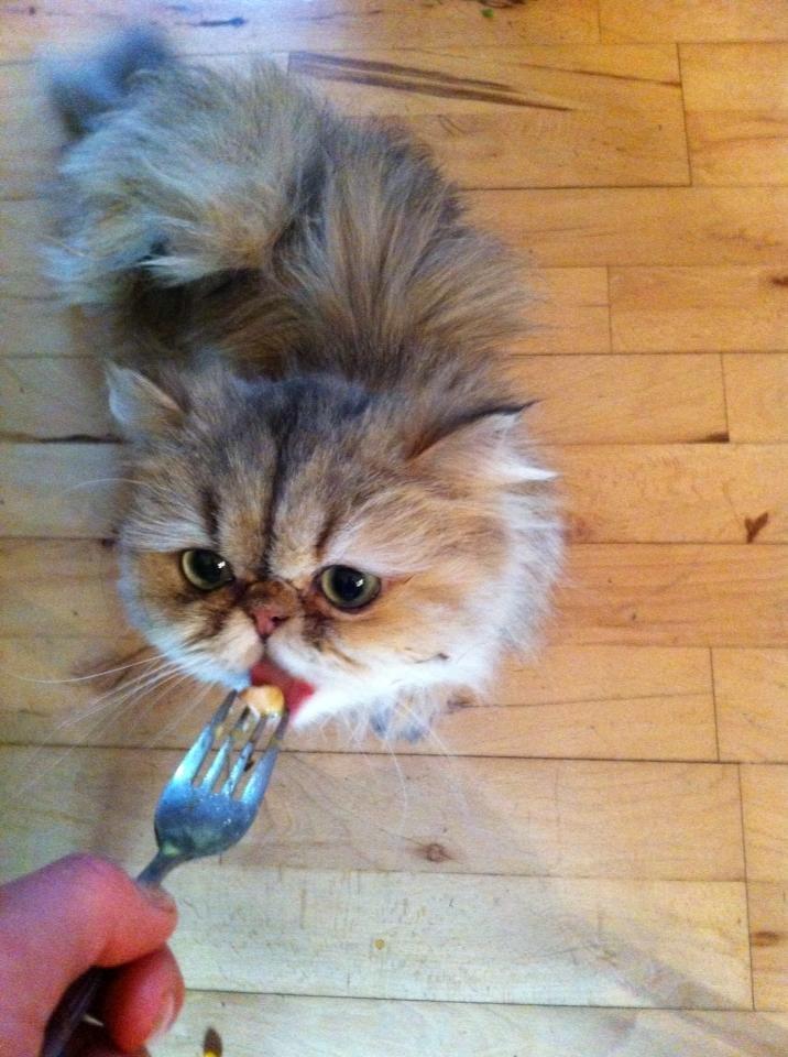 Perser Nuggi / berta <3<3<3 min kat<3<3<3<3<3 - MMMM... kylling på gaffel!! <3<3<3<3<3<3<3<3<3<3 billede 2