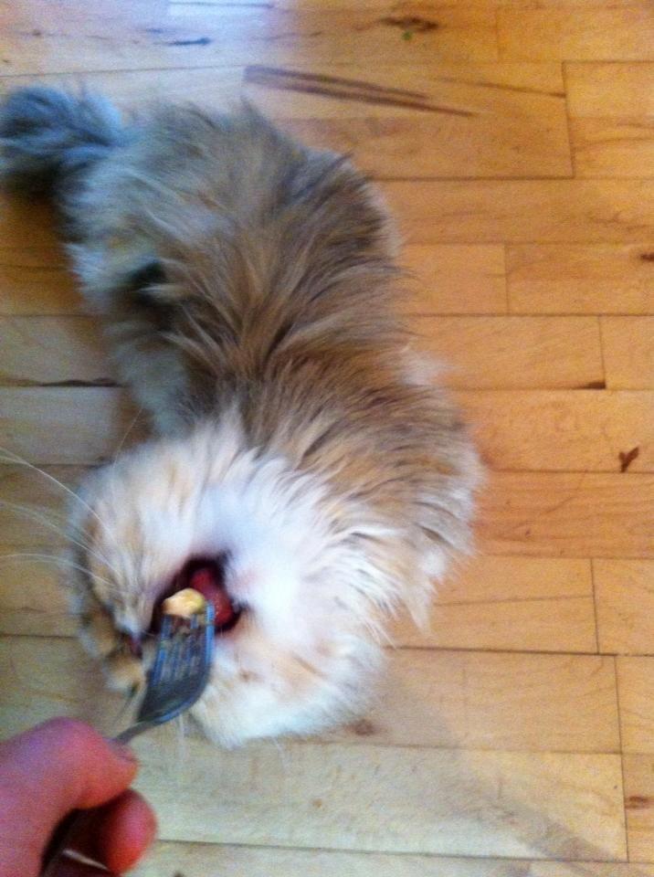 Perser Nuggi / berta <3<3<3 min kat<3<3<3<3<3 - Haps! :o <3<3<3<3<3<3 billede 3