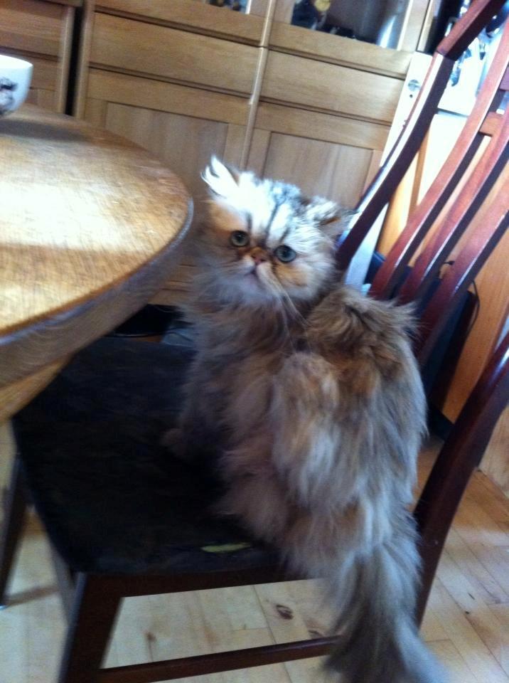 Perser Nuggi / berta <3<3<3 min kat<3<3<3<3<3 - Må jeg godt side her ?<3<3<3<3<3<3<3<3<3<3:) billede 4